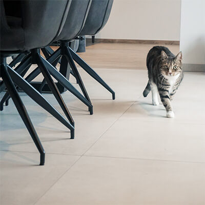 Katze läuft auf Fliesen im Haus
